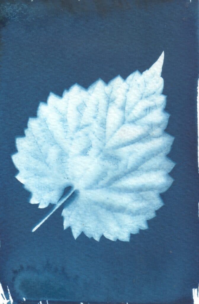 cyanotype feuille houblon